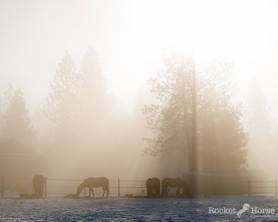 Breakfast in a January Fog